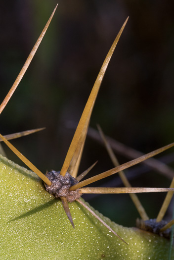 image of Opuntia stricta var. dillenii, Coastal Prickly-pear, Shell Midden Prickly-pear, Yaaxpakan, Erect Prickly-pear