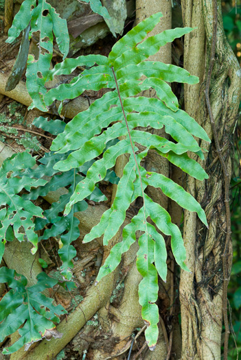 image of Phlebodium aureum, Goldfoot Fern, Golden Polypody