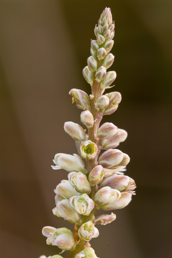 image of Polygala boykinii var. boykinii, Boykin's Milkwort