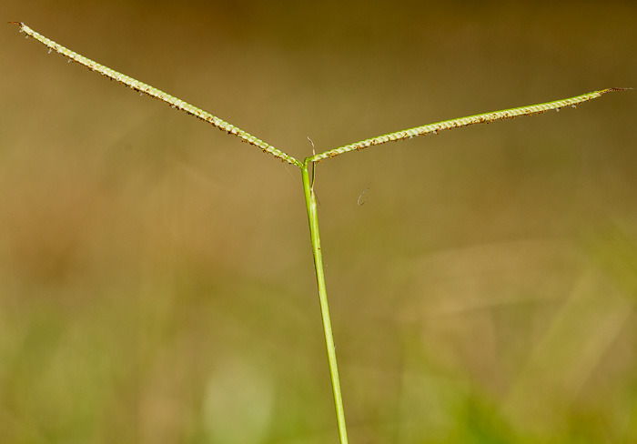 image of Paspalum conjugatum, Sour Paspalum