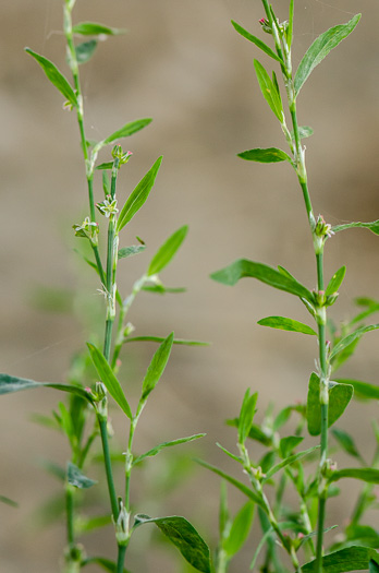 image of Polygonum erectum, Erect Knotweed