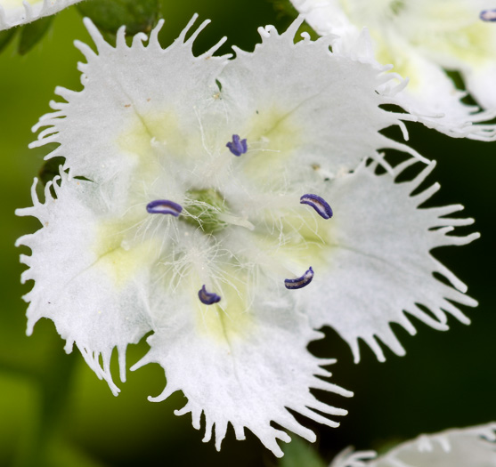 image of Phacelia fimbriata, Fringed Phacelia, Blue Ridge Phacelia