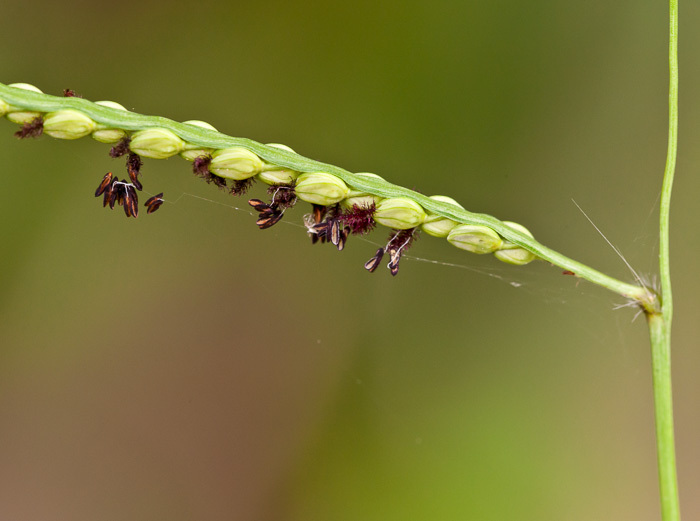 image of Paspalum floridanum, Florida Paspalum, Big Paspalum