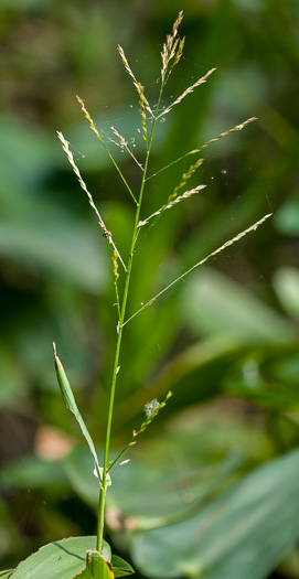 panicle