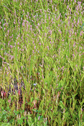 image of Persicaria maculosa, Spotted Lady's-thumb, Heart's-ease