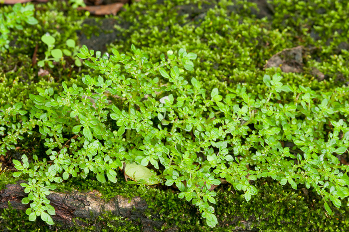 image of Pilea microphylla, Rockweed, Artilleryweed