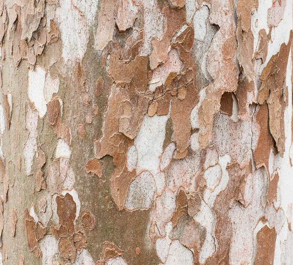 image of Platanus occidentalis var. occidentalis, American Sycamore, Planetree