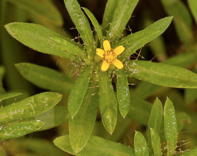 image of Pectis prostrata, spreading chinchweed