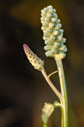 image of Pterocaulon pycnostachyum, Black Snakeroot, Dense-spike Blackroot, Pineland Wingstem