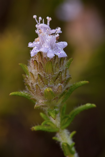 image of Piloblephis rigida, Florida Pennyroyal, Wild Pennyroyal