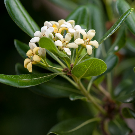 image of Pittosporum tobira, Japanese Pittosporum, Australian Laurel, Japanese Mock-orange, Tobera