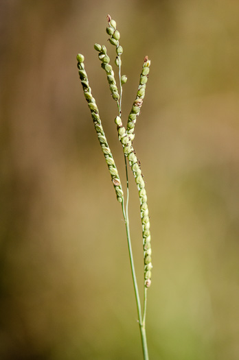 spikelet