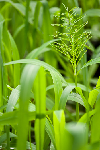 panicle