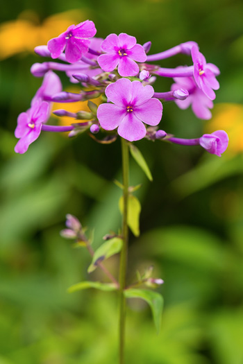 image of Phlox carolina, Carolina Phlox, Thick-leaf Phlox, Giant Phlox