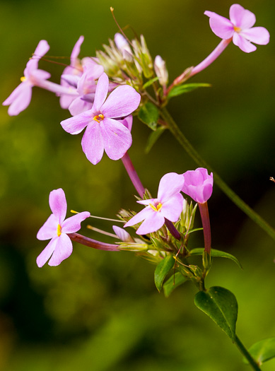 image of Phlox ovata, Mountain Phlox, Appalachian Phlox, Allegheny Phlox