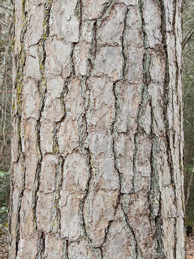 image of Pinus echinata, Shortleaf Pine, Yellow Pine, Rosemary Pine