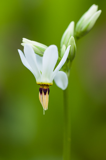 image of Primula meadia, Eastern Shooting Star