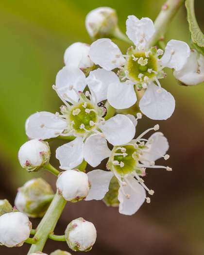 image of Prunus serotina var. serotina, Black Cherry, Eastern Wild Black Cherry, Bird Cherry