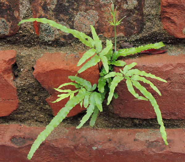 image of Pteris multifida, Spider Brake, Wall Fern, Huguenot Fern