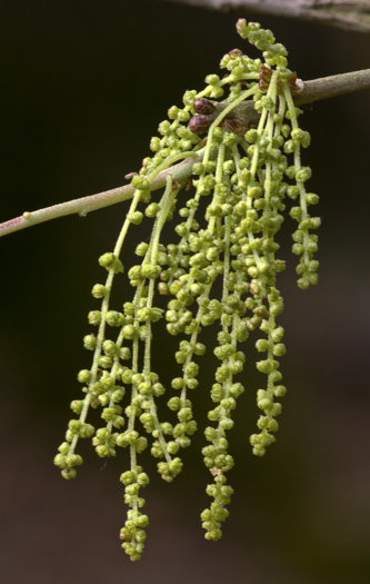 catkin