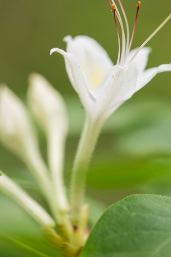 image of Rhododendron eastmanii, May White Azalea, Eastman's Azalea