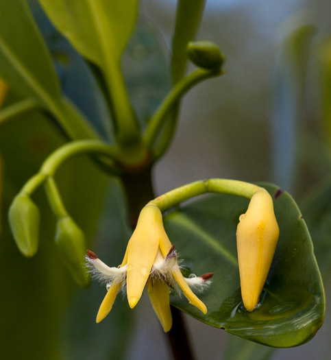 image of Rhizophora mangle, Red Mangrove