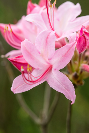 image of Rhododendron prinophyllum, Election Pink, Roseshell Azalea, Early Azalea