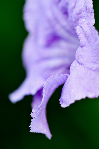 image of Ruellia simplex, Mexican Bluebell, Mexican Petunia