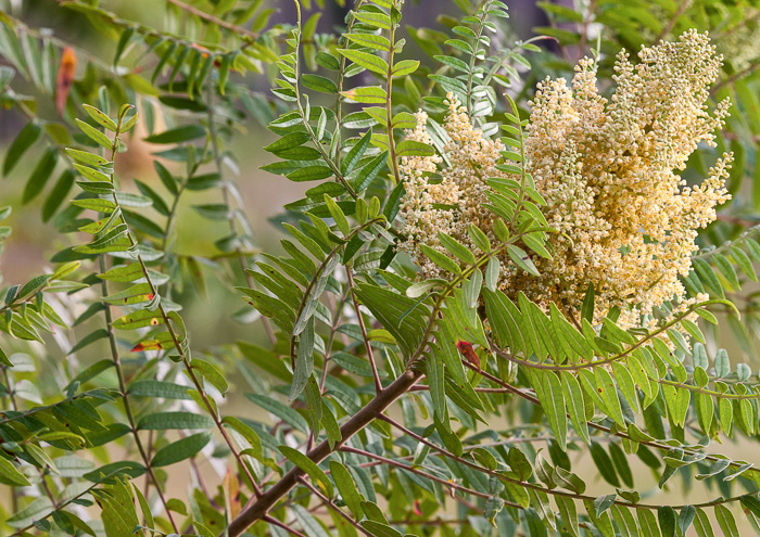 Winged Sumac