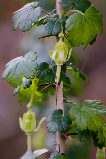 image of Ribes echinellum, Miccosukee Gooseberry, Spiny Gooseberry, Florida Gooseberry