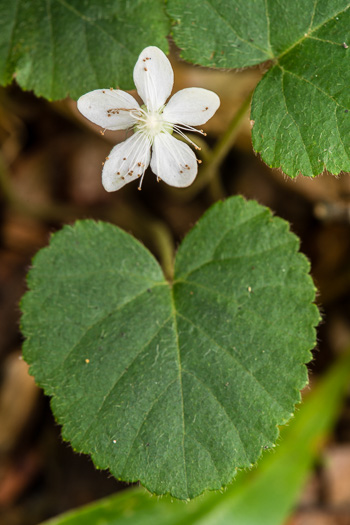 stamen