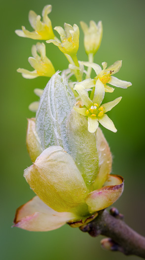 Sassafras albidum, Sassafras