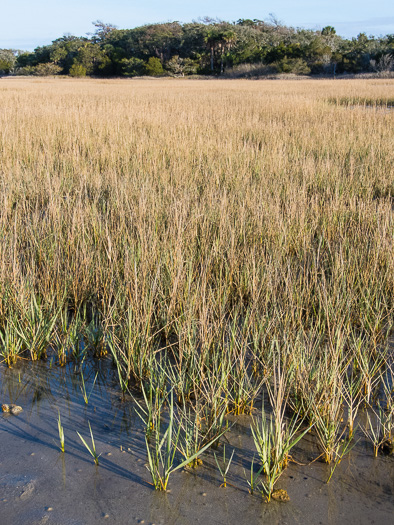 image of Spartina alterniflora, Saltmarsh Cordgrass, Smooth Cordgrass