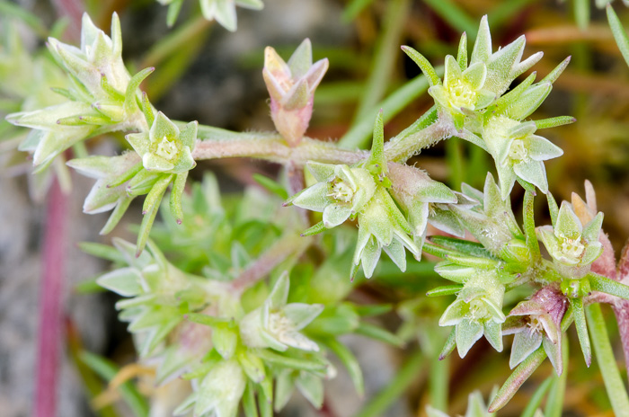 image of Scleranthus annuus ssp. annuus, Knawel, Annual Knawel, Knotgrass