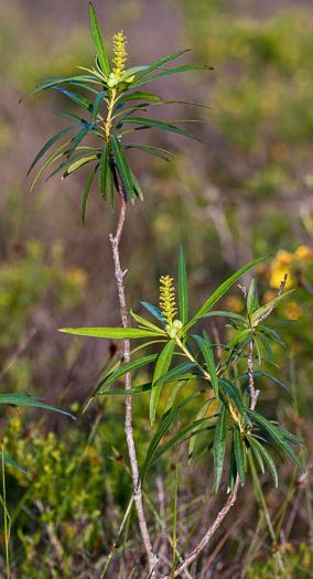 image of Stillingia aquatica, Corkwood, Water Toothleaf