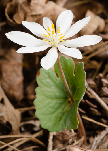 image of Sanguinaria canadensis, Bloodroot, Red Puccoon