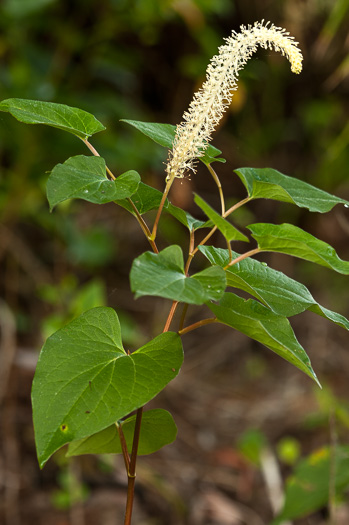 Saururus cernuus, Lizard's-tail, Water-dragon