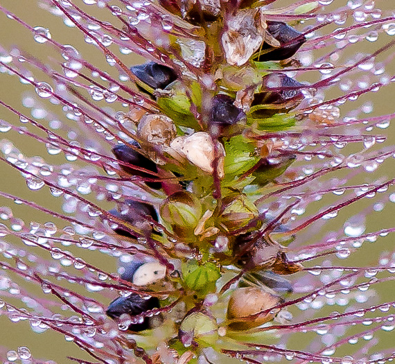 image of Setaria corrugata, Coastal Plain Bristlegrass