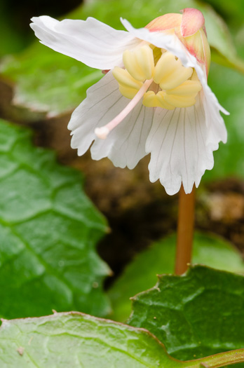 image of Shortia galacifolia, Oconee Bells, Southern Shortia