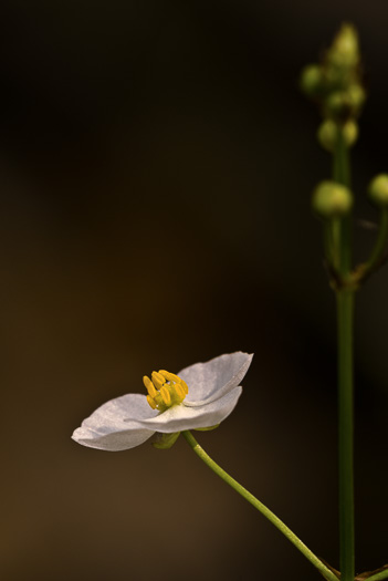 image of Sagittaria graminea, Grassleaf Arrowhead, Grassy Arrowhead