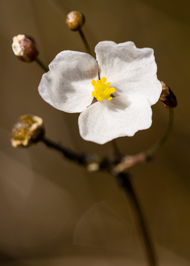 Sagittaria isoetiformis, Quillwort Arrowhead, Depression Meadow Arrowhead