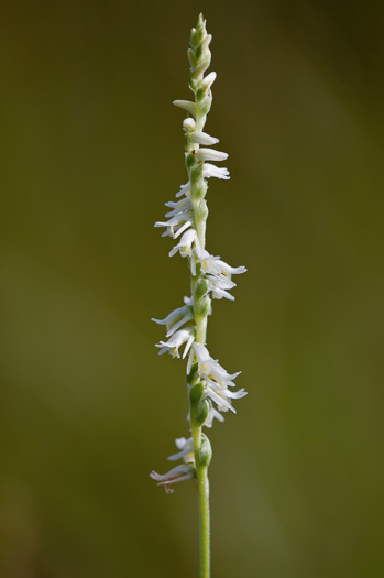 image of Spiranthes laciniata, Lace-lip Ladies'-tresses, Lace-lip Spiral Orchid