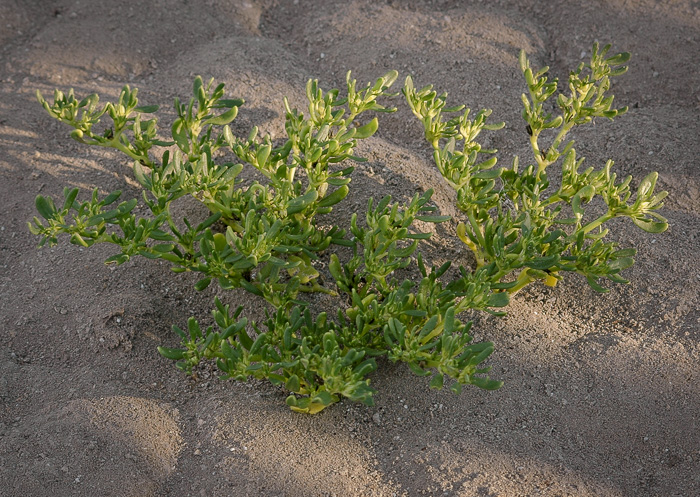 image of Sesuvium maritimum, Small Sea-purslane, Slender Sea-purslane