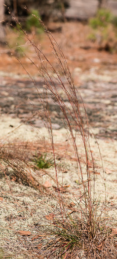 image of Schizachyrium scoparium var. scoparium, Common Little Bluestem