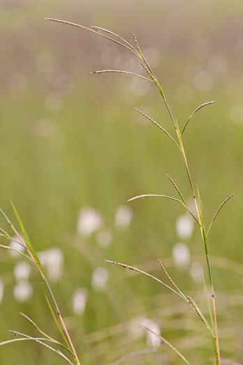 image of Schizachyrium stoloniferum, Creeping Bluestem, Creeping Little Bluestem