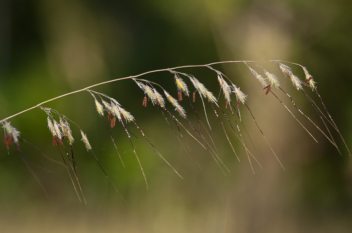 panicle