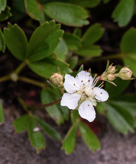 Sibbaldiopsis tridentata, Wineleaf Cinqefoil, Mountain Cinqefoil, Three-toothed Cinqefoil, Mountain White Potentilla