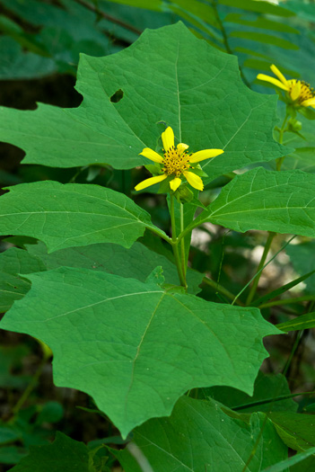 image of Smallanthus uvedalia, Bearsfoot, Hairy Leafcup, Yellow Leafcup