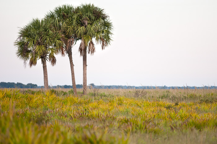 image of Sabal palmetto, Cabbage Palmetto