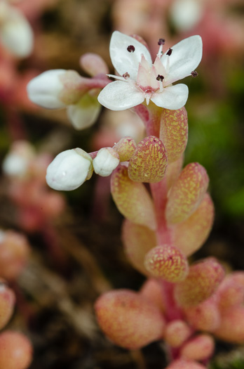 image of Sedum pusillum, Puck's Orpine, Granite Stonecrop